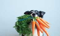 A dog holds a mouthful of carrots.