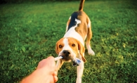 A person plays tug of war with their dog.