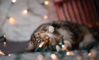 Fifi the cat plays with some Christmas lights.