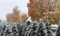 Christmas trees at the Krueger's Christmas Trees