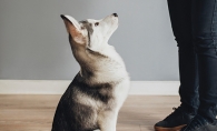 A puppy sits, waiting for a treat.