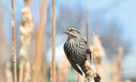 A bird rests on a reed in this 2018 Focus on Woodbury photo contest winner.