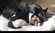 Amy Goetz's dogs lie on their bed.