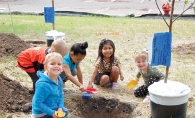 Students plant apple trees at Woodbury YMCA preschool.