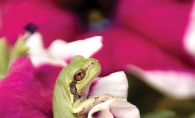 A green fog rests in the middle of a pink flower.