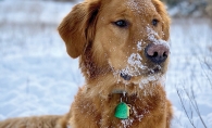 Golden retriever laying in the snow