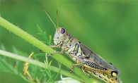 A grasshopper on a plant.