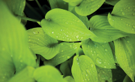 Dew hangs on a bright green plant.