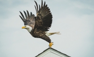 A bald eagle takes off from a rooftop.