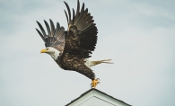 Bald eagle takes off