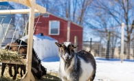 Gardening Goats