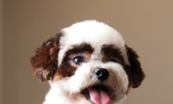 Daphne shows off her partial coloring that makes her resemble a panda bear. Daphne shows off her partial coloring that makes her resemble a panda bear.