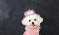 Paula Thornton's maltese models a pink dog sweater she knitted.