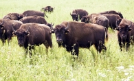 Bison at the Belwin Conservancy