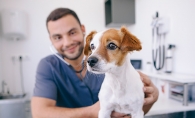 A vet gives a dog a physical during flea and tick season.