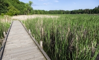 A dock at the Lake Elmo Park Reserve