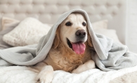 Happy dog with blanket
