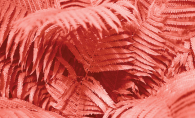 Palm leaves colored in the Pantone Color of the Year, Living Coral