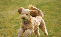 A labradoodle runs with a ball.