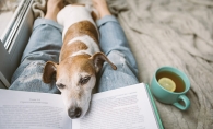 A dog relaxes on their owner's lap while the owner reads.