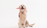 A dog in obedience classes sits and holds their leash in their mouth.