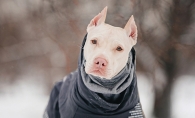 Dog ready for the snow.