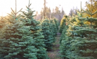 A row of Christmas trees at a Christmas tree farm in Woodbury