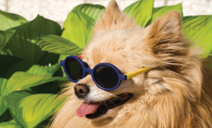 A small dog wearing sunglasses.