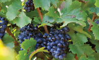 A bunch of grenache (or garnacha) grapes hang on the vine.