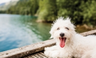 A dog on a dock. Summer pet safety tips help your pup stay cool in warm weather.