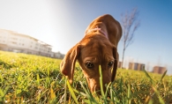 dog sniffing the grass