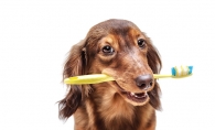 A brown dog holds a yellow toothbrush in its mouth.