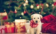 A new puppy sits under a Christmas tree.