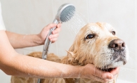 A dog gets a bath. How often you should bathe your dog depends on your groomer and your pocketbook.