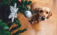 A dog looks at an ornament on a Christmas tree.