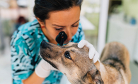 A veterinarian examines a dog. Dogs need annual check-ups just as humans do.