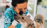 A vet examines a dog, attempting to answer the question, When is a dog considered old?