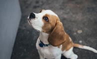 A beagle