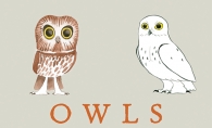 Owls: Our Most Charming Bird