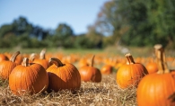 Pumpkins in a pumpkin patch.