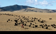 A rancher herds some grass-fed cattle