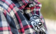 A man holds a recovering warbler close to his chest.