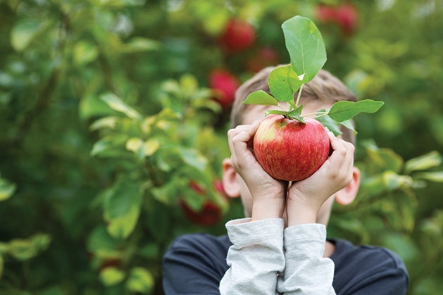 A boy holds an apple at Apple Jack Orchards.