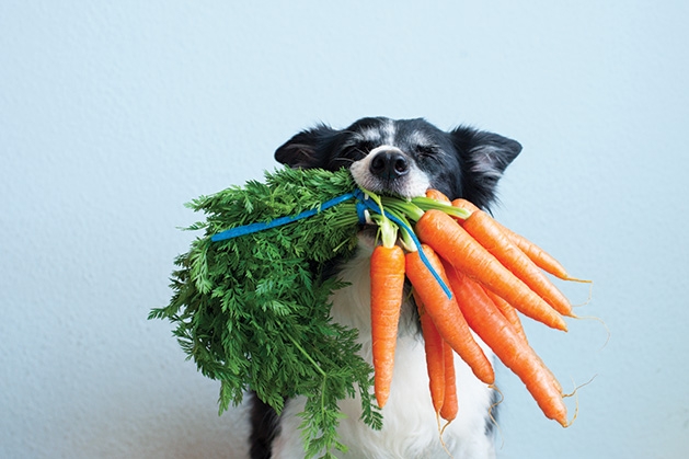 A dog holds a mouthful of carrots.