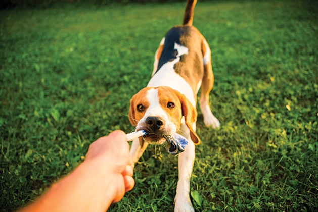 A person plays tug of war with their dog.