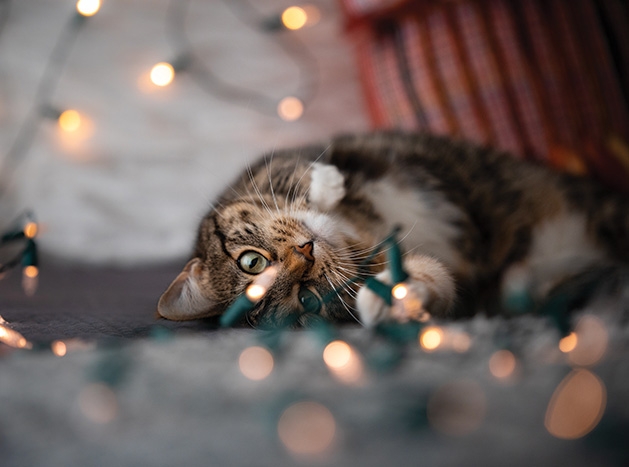 Fifi the cat plays with some Christmas lights.