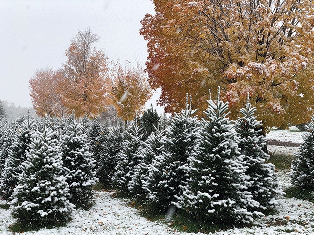 Christmas trees at the Krueger's Christmas Trees