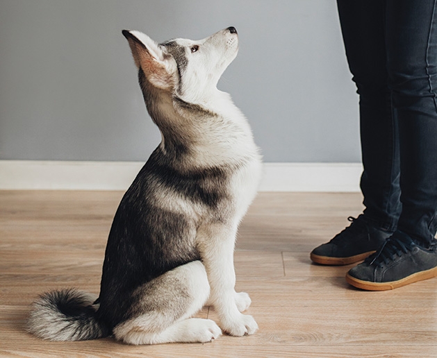 Positive reinforcement training A puppy sits, waiting for a treat.