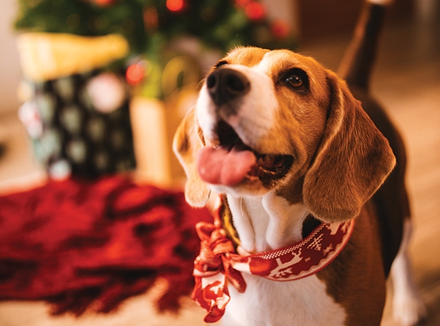 A dog looks up at their owner with Christmas gifts in the background.