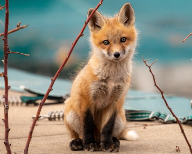 BACKYARD FOX BACKYARD FOX